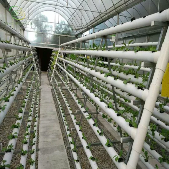 Instalación hidropónica especial para cultivo de tomate de producción especializada